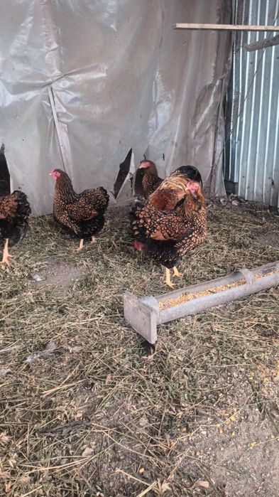 Oua pentru incubat wyandotte Gsg