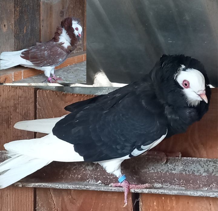 Porumbei disponibili