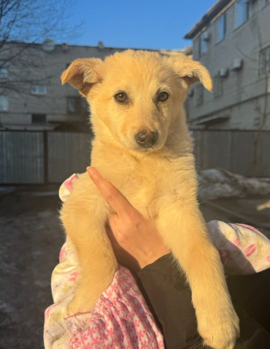 Щенки девочки срочно ищут дом!