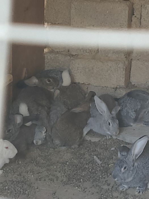 Куëнларимиз сотилади