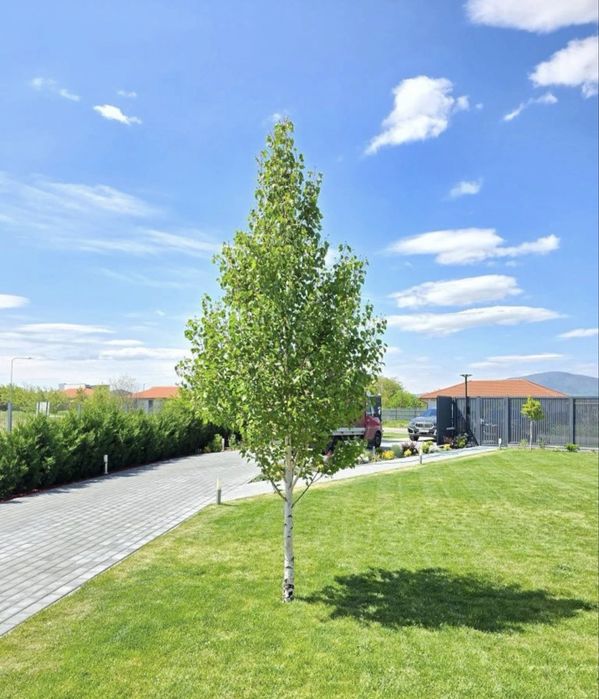 Mesteacan Alb Betula Pendula
