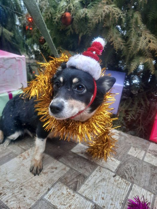 ПорОдиСтыЕ соБаЧки в приюте