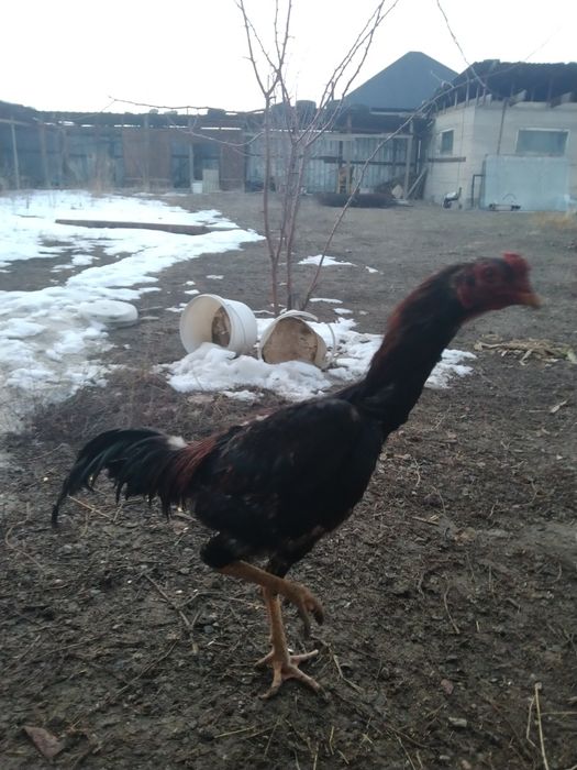 Дакан қораз сатам