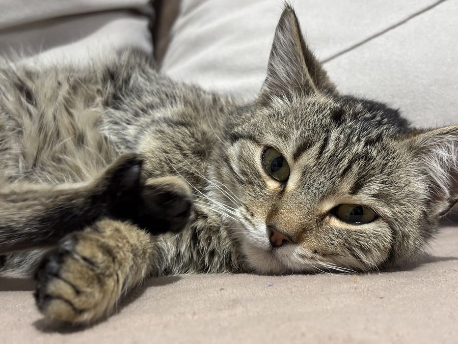 Отдам кошечку в хорошие руки