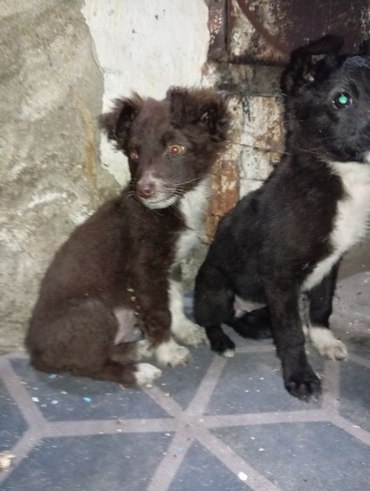 Отдам щенков кандек