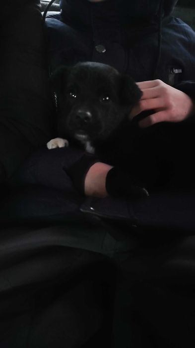 Отдам щенка в добрые руки