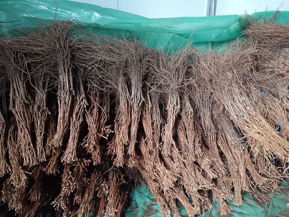 Butași vita de vie altoita și hibrid