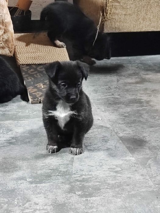 Щенята бесплатно