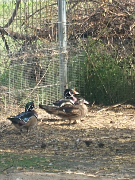 Rațe Caroline Argintii și Standard