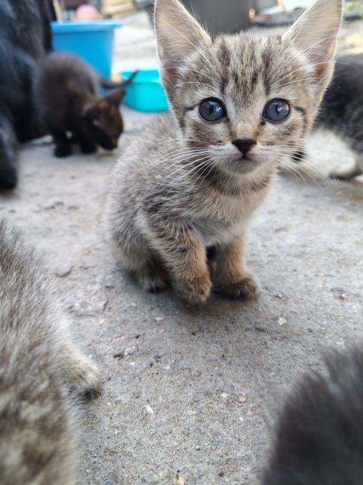 Отдам котят в хорошие руки