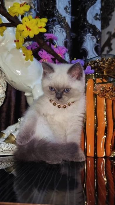 Продаются шиншила