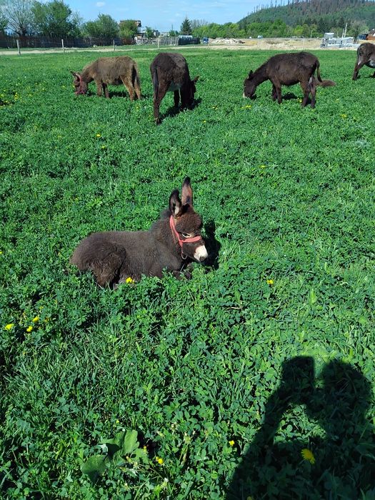 Vând Lapte de magarita