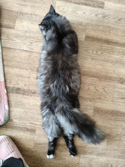 Отдам кота в добрые руки
