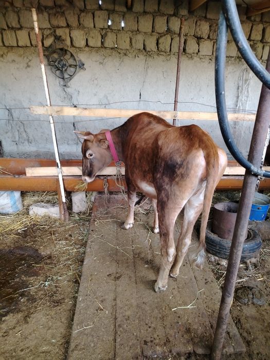 Хуложин в сотилади