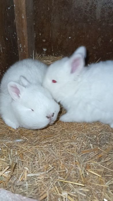 NZB Quyon va bolari sotiladi