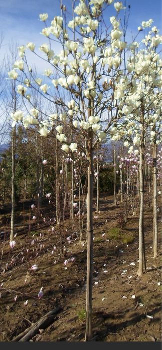 Copacii ornamentali ;magnoli,camelias,trandafiri