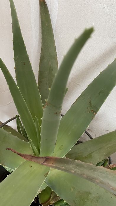 Продам алоэ лечебное