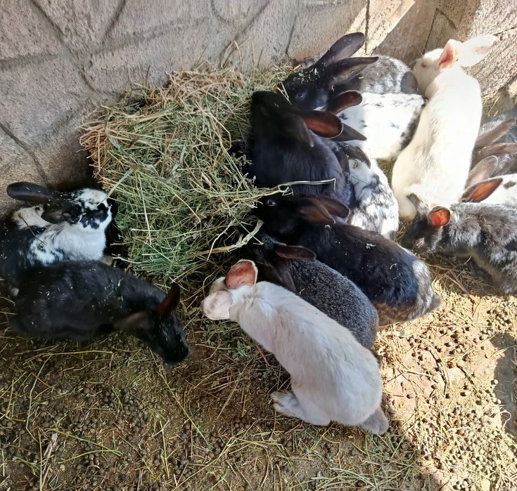 Продам молодых кроликов