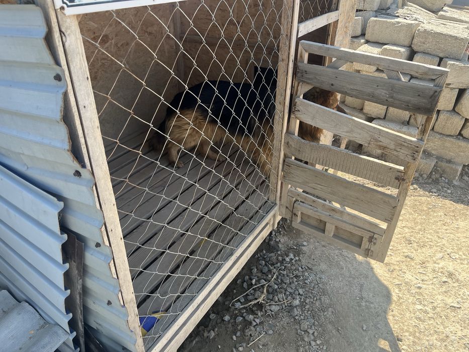 Собака с вольером