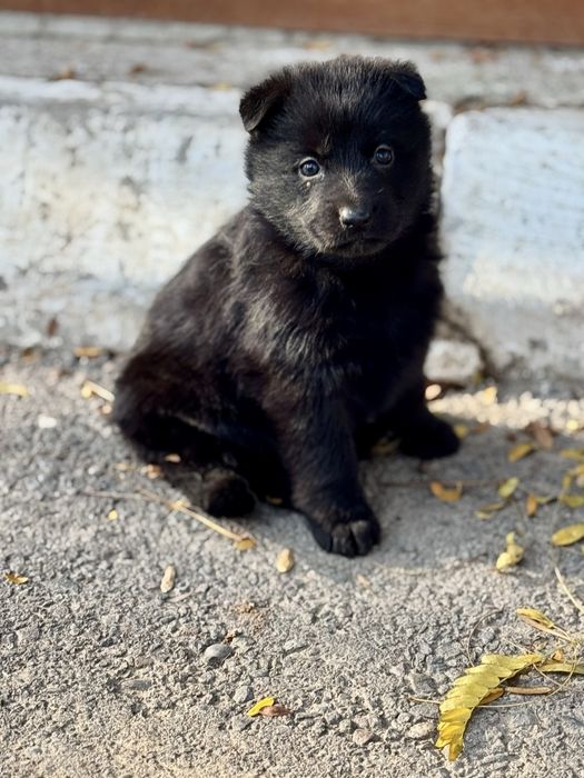 Немецкая овчарка зоти зор