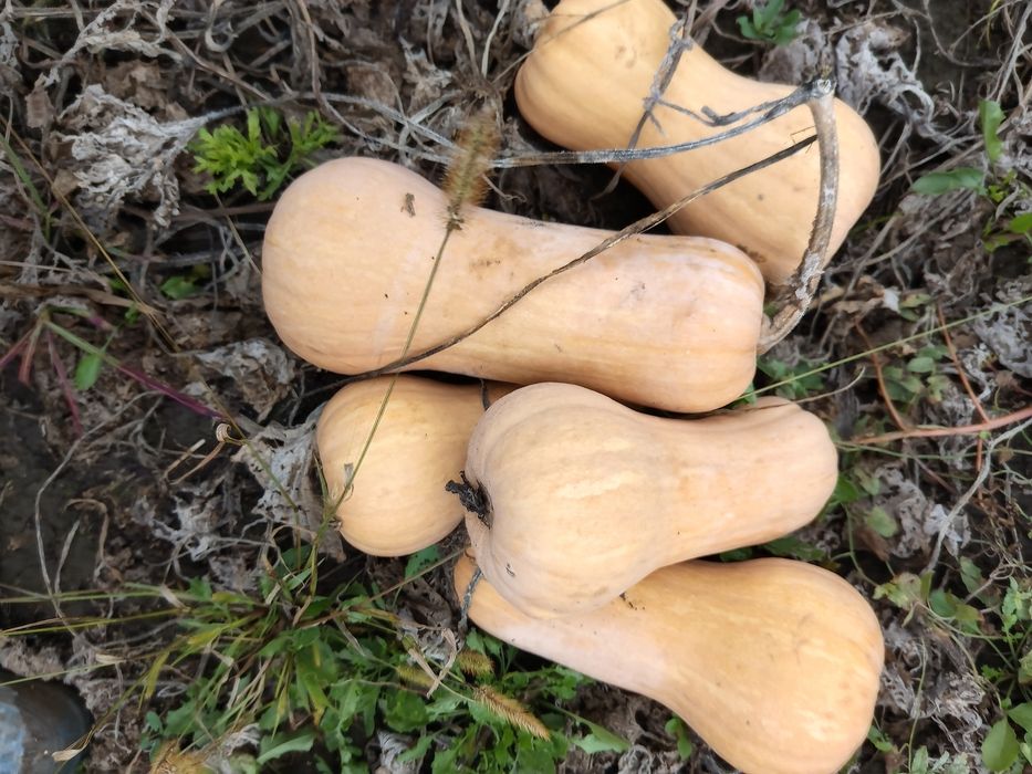 Dovleci plăcintari Matilda f1