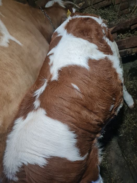 Vând vițea bălțată românească!
