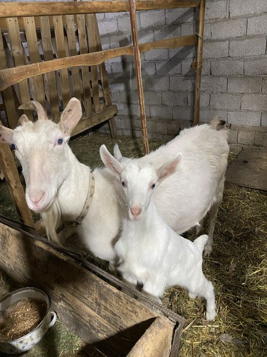 Эчки занин.