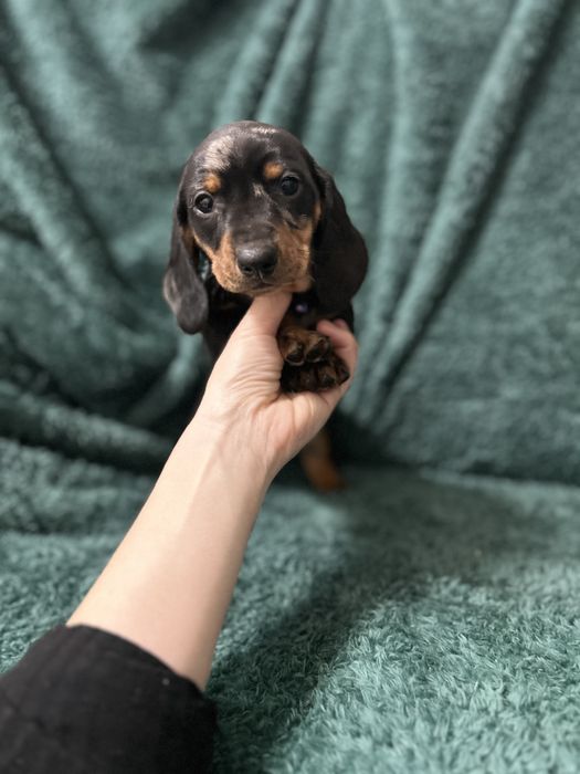 Femela teckel cu Certificat de Origine Pedigree FCI