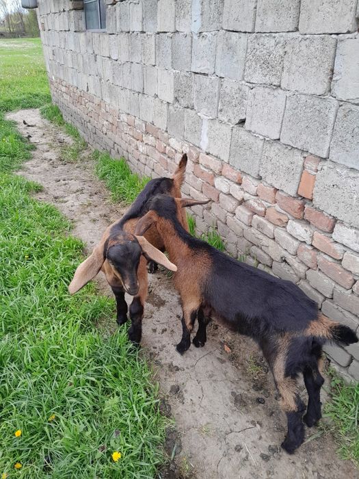 Vând Capre Alpine Franceze ( ieduțe..)