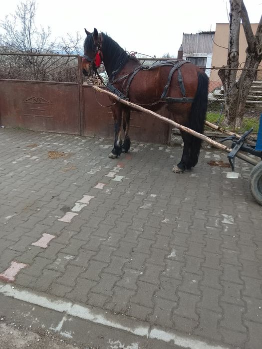 Cal de 5ani  bun de caruta