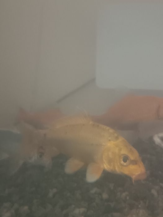 Продаются Коя карпы..