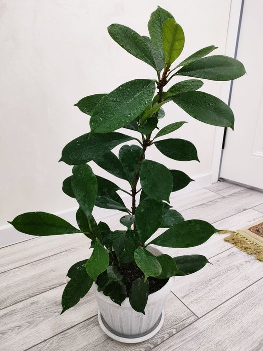 Комнатные растения, доставка