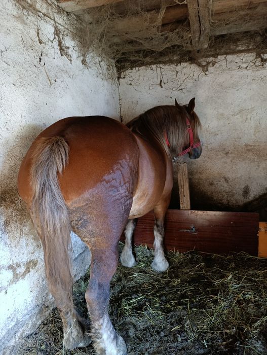 Vând iapă de 5 ani mai multe detalii la tel