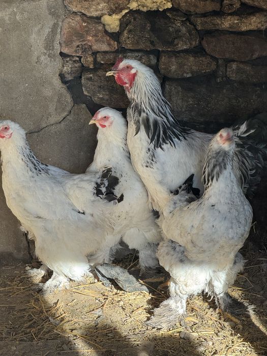 Разплодени яйца от Колумбийска Брама