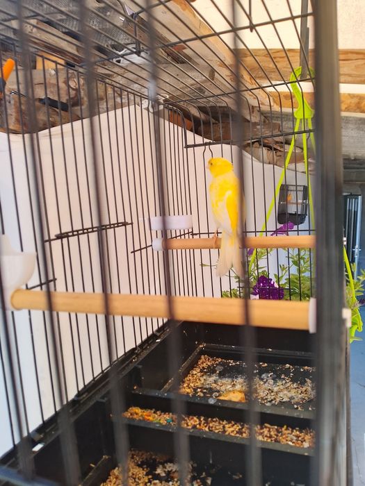 Sariq chubati nar srochniy sotiladi