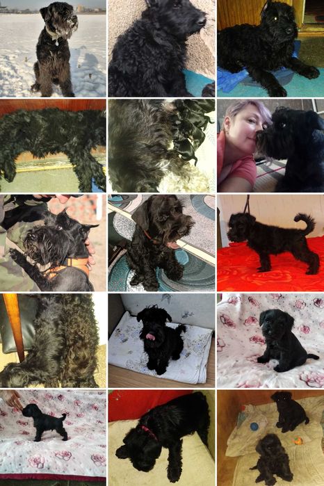 Продаются щенки цвергшнауцера.