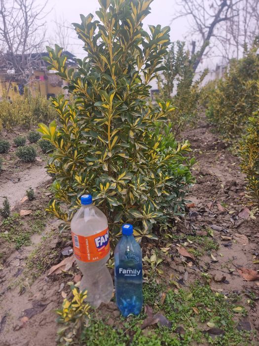 Shamshodlar sotladi manzil Quva