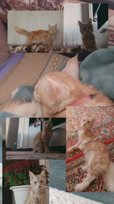 Мейн Кун, полидакт.