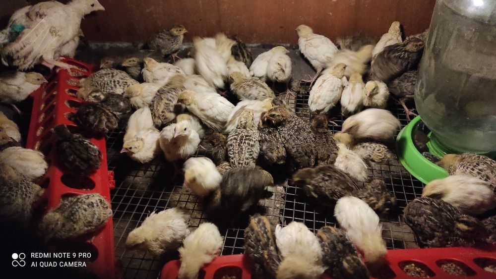 Продам перепелят