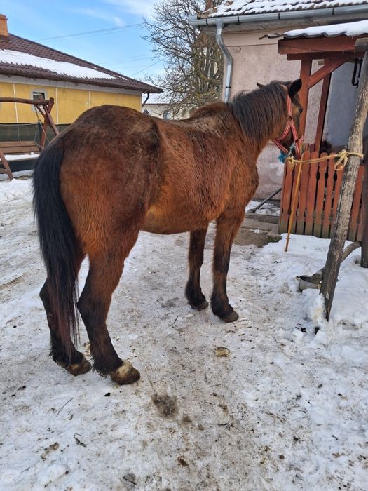 Vând iapa sau schimb