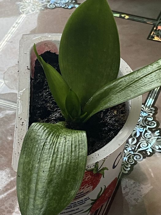 Цветы комнатные отдам бесплатно