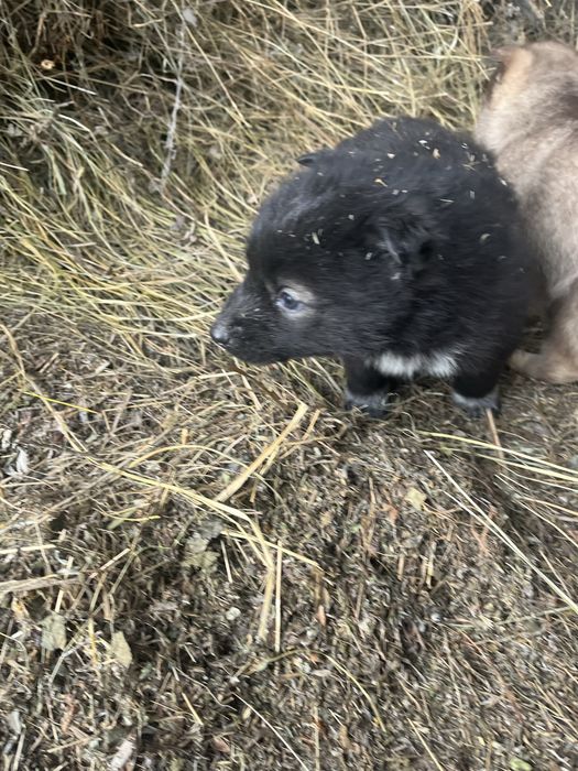 Продаю щенков хаски