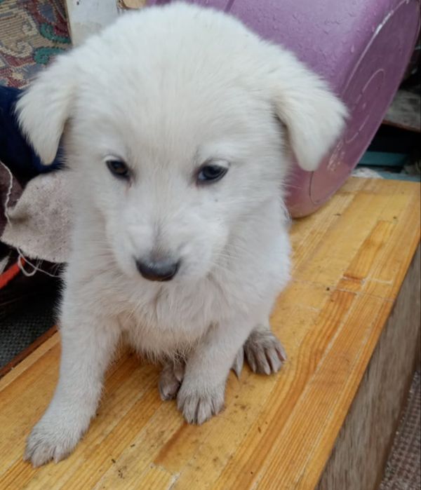 Отдам щенков в хорошие руки