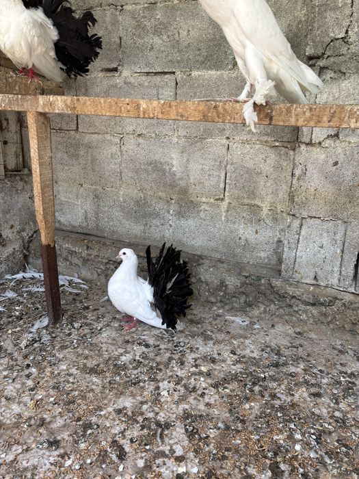 Продам голуби павлин