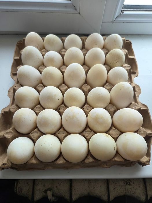 Үйректің жұмыртқасы