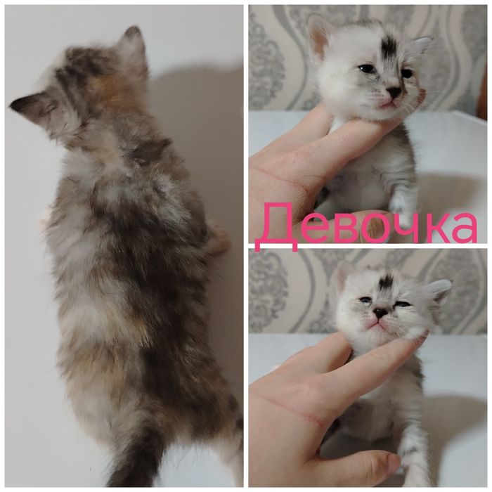 Отдам котят в добрые руки