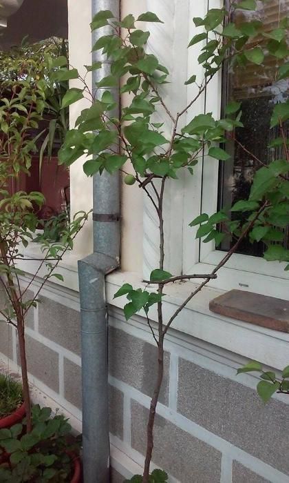 pomi fructiferi in ghiveci