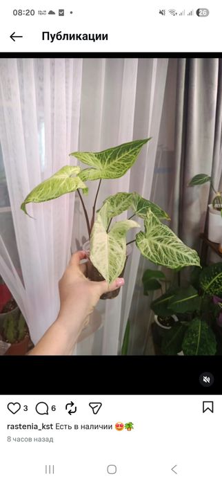 Продам комнатные цветы