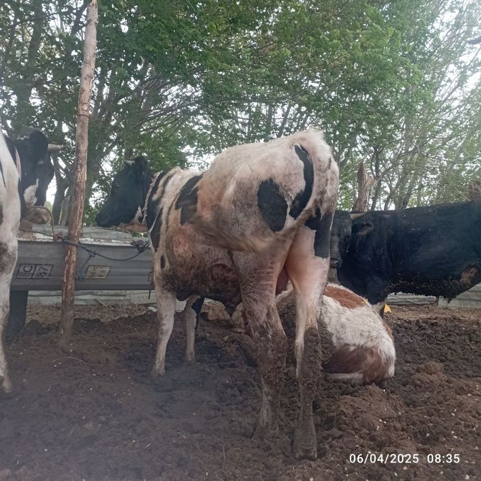 Buqalar sotiladi. Smental