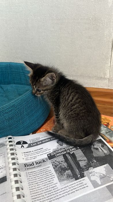 Бесплатно котят (девочка)